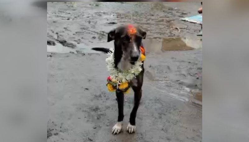 Meet Indian Hachi Dog walks 200km from Pandharpur to Belagavi to find owner after getting lost vkp