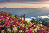 5 breathtaking flower valleys in India to visit from August to October iwh