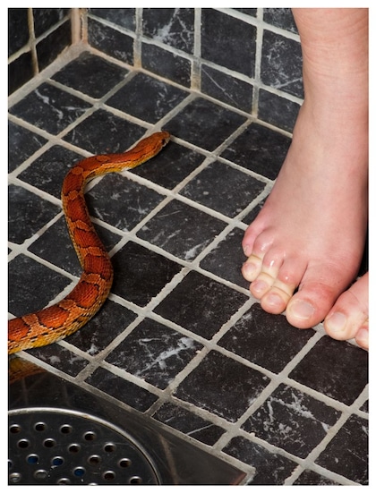 Venomous snakes