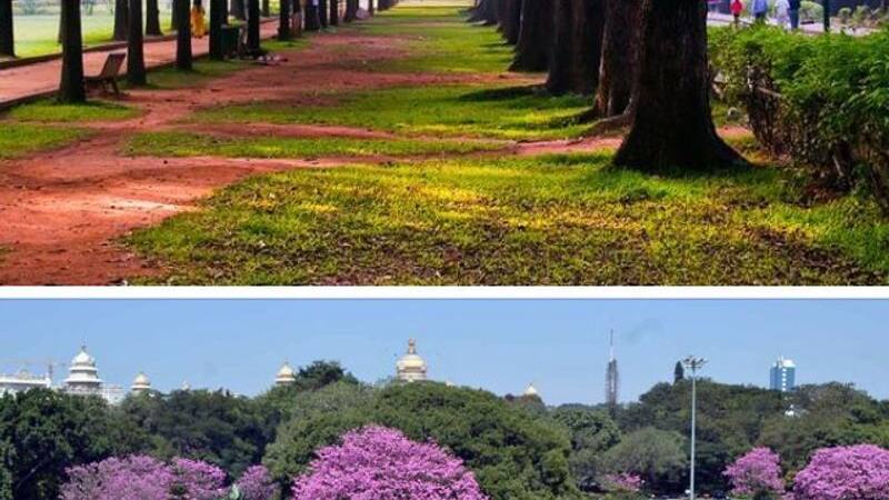 Cubbon Park