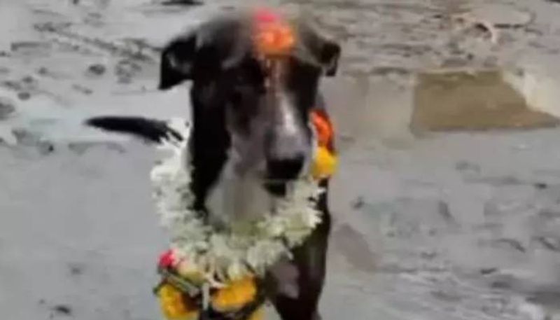 dog travels 250km alone and reunites with owner in Maharashtra 