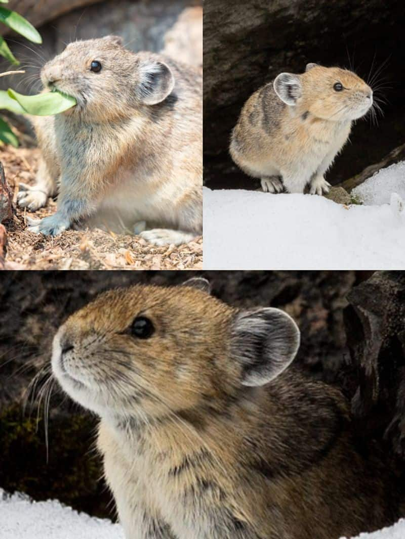 What is a Pika? 7 things to know about this small mountain mammal ATG