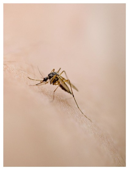 Zika Virus
