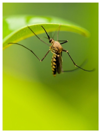 Dengue Fever