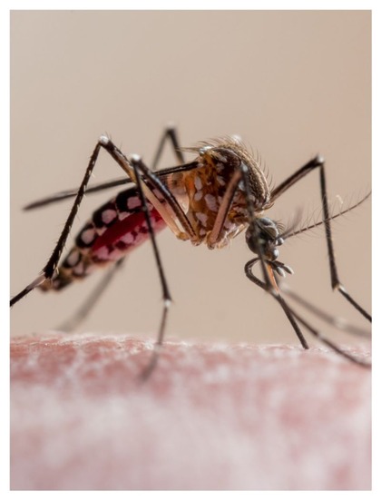 Malaria