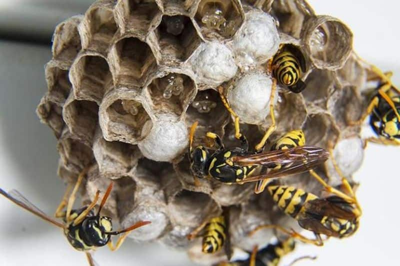 Is wasp nest or kulavi koodu in house good luck or bad luck here are the details Rya