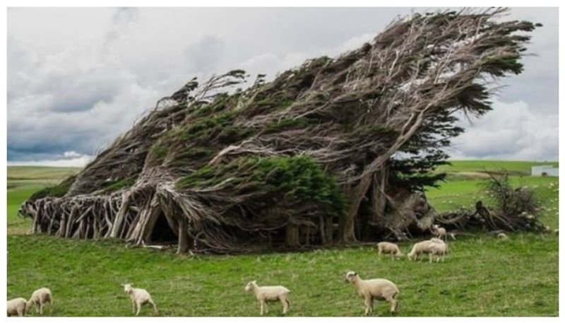 New Zealand slope point is the strangest place on earth