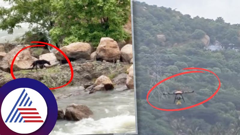 Drone airdrop biriyani food to stranded dog in overflow Cauvery river near mettur ckm