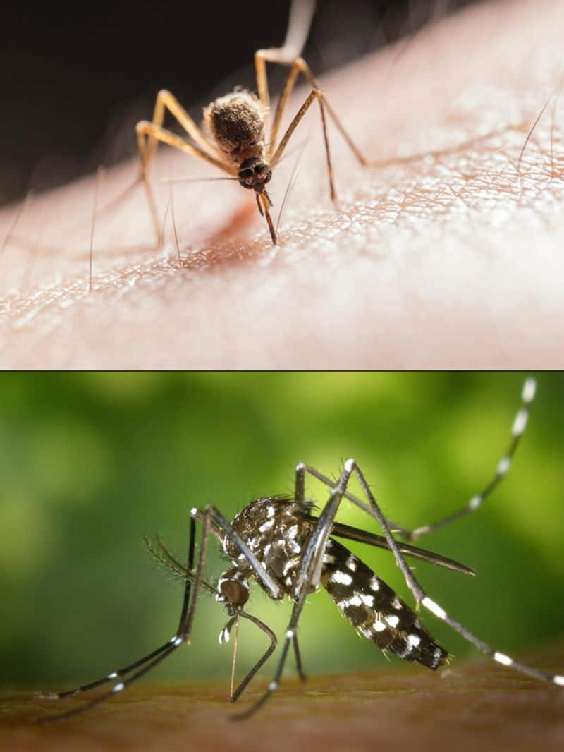 How to repel mosquitoes during monsoons dmn