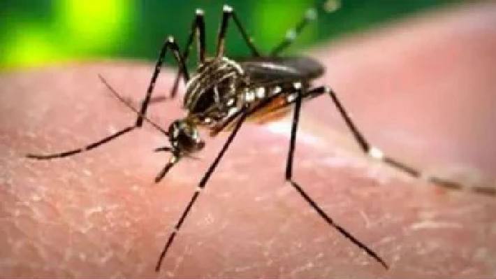 Zika virus
