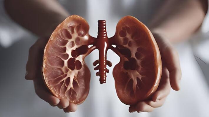 kidney