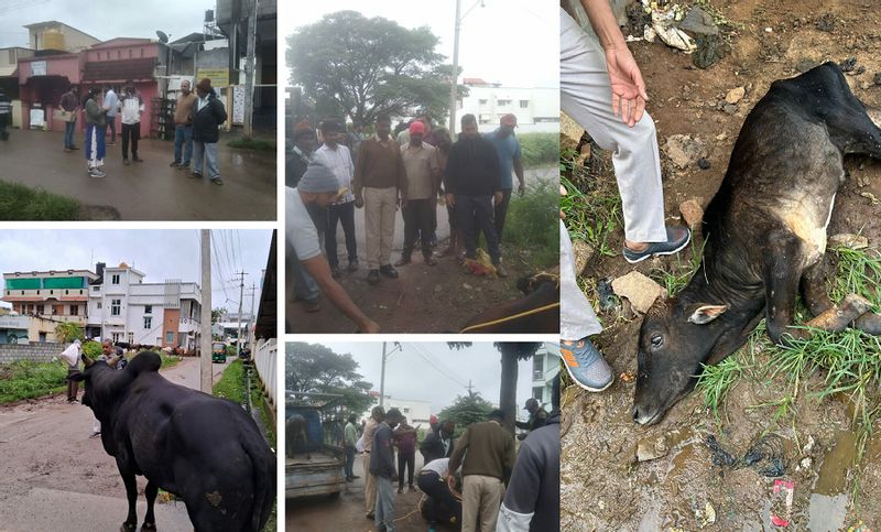 Operation to catch stray cattle by police department and municipal staff at chikkamagaluru gvd