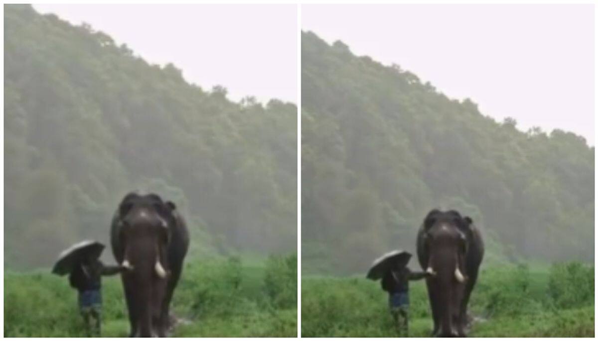 Viral Video: Watch this touching monsoon moment between an Elephant and its Mahout NTI