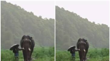 Viral Video: Watch this touching monsoon moment between an Elephant and its Mahout NTI