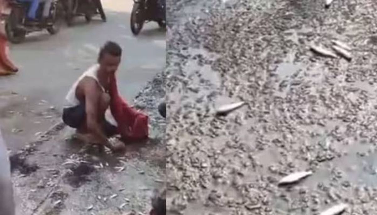 fish vehicle loses control mass looting of fish happened in bihar