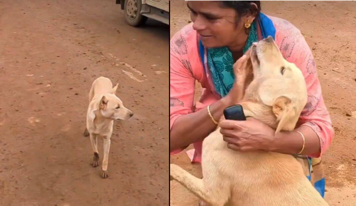 Dog reunite with owner after 6 days of search Emotional scene from Wayanad landslides says viral video ckm