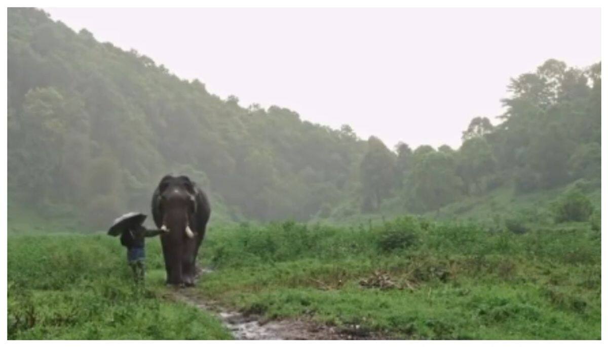 heartwarming video of an elephant and mahout