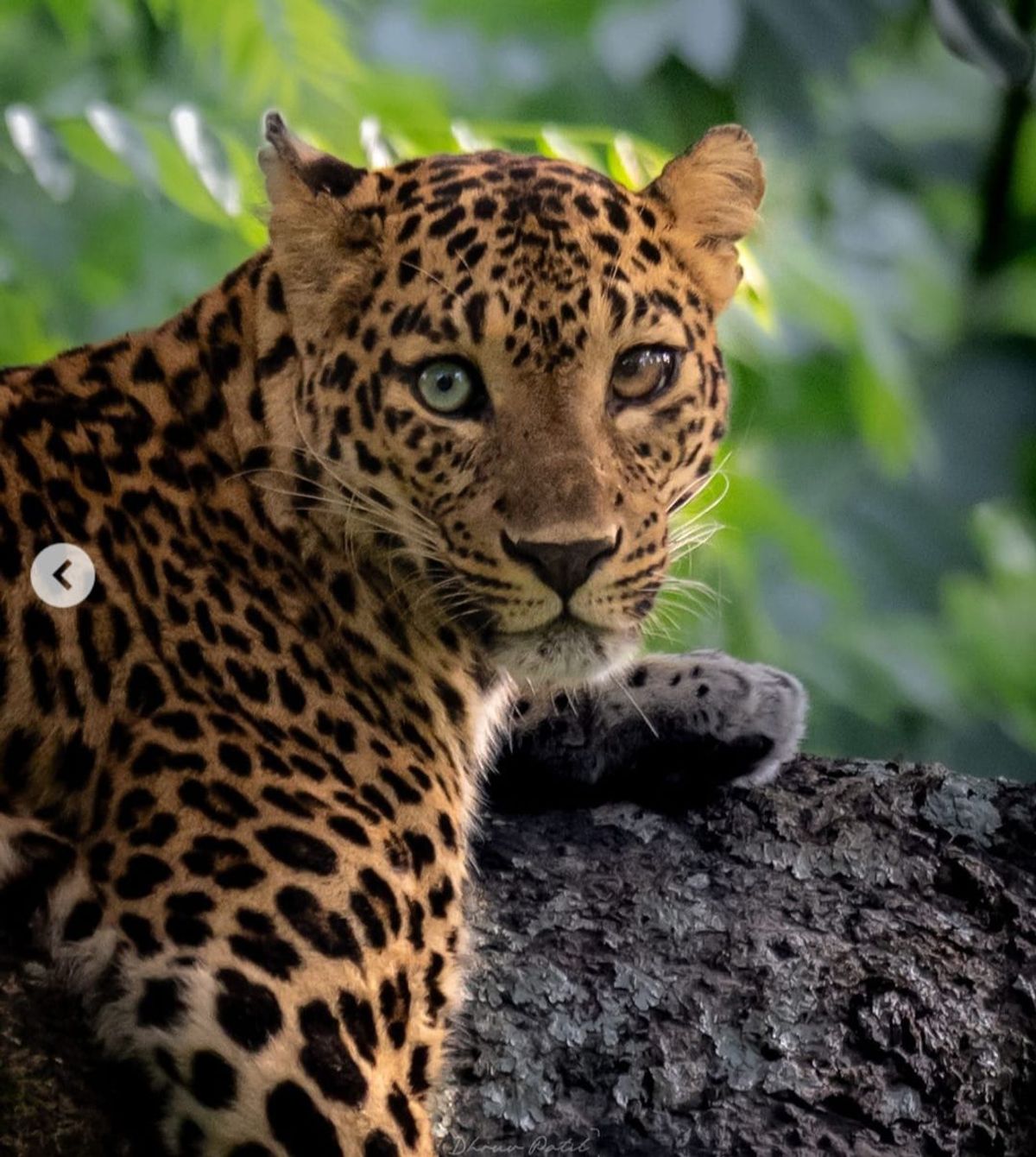 Karnataka Minister son Dhruv Patil captures Heterochromia Iridum phenomenon in leopard eyes at Bandipur vkp