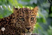 Karnataka Minister son Dhruv Patil captures Heterochromia Iridum phenomenon in leopard eyes at Bandipur vkp