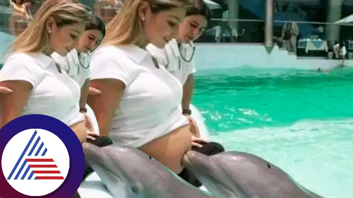 Dolphins Love Pregnant Women unknown facts about see animal roo