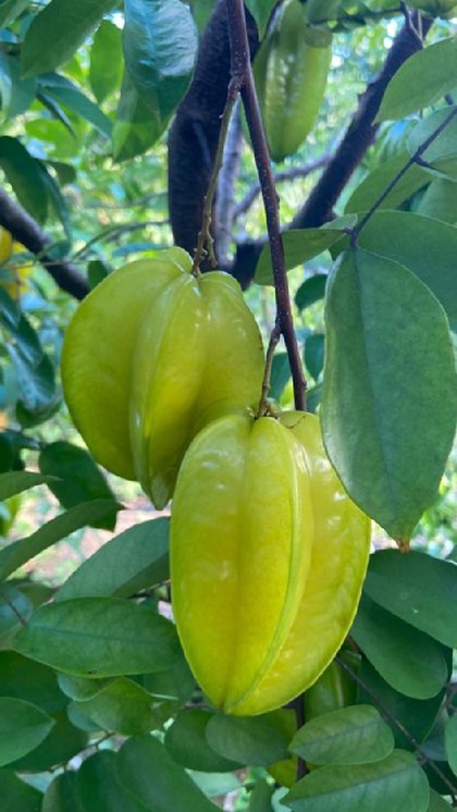 <p>अर्जुल का फल और छाल आयुर्वेदिक गुणों से भरपूर होता है। अर्जुन के फल में कैल्शियम की पर्याप्त मात्रा होती है जो हड्डियों को मजबूत बनाती है। </p>

