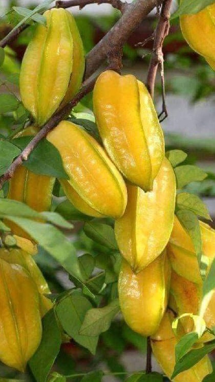 <p>अर्जुल का फल आयुर्वेदिक गुणों से भरपूर होता है। अर्जुल की छाल के साथ ही फल का इस्तेमाल शरीर की विभिन्न समस्याओं को दूर करने के लिए किया जाता है। </p>
