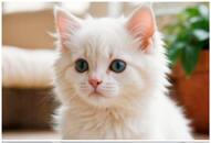 Cutest Kitten Breeds: 7 fluffy and charming choices NTI