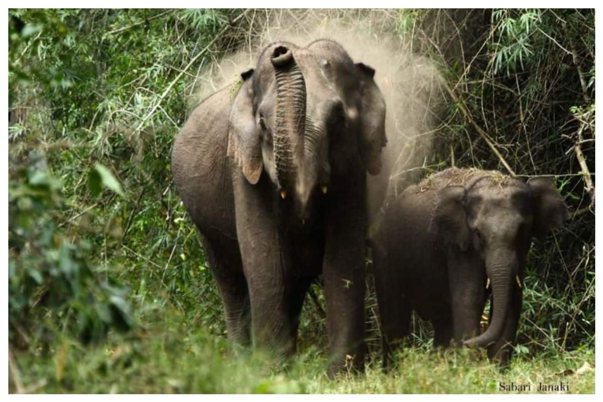 Elephant tears in the face of tragedy and malayalees scientific temper by sabari janaki 