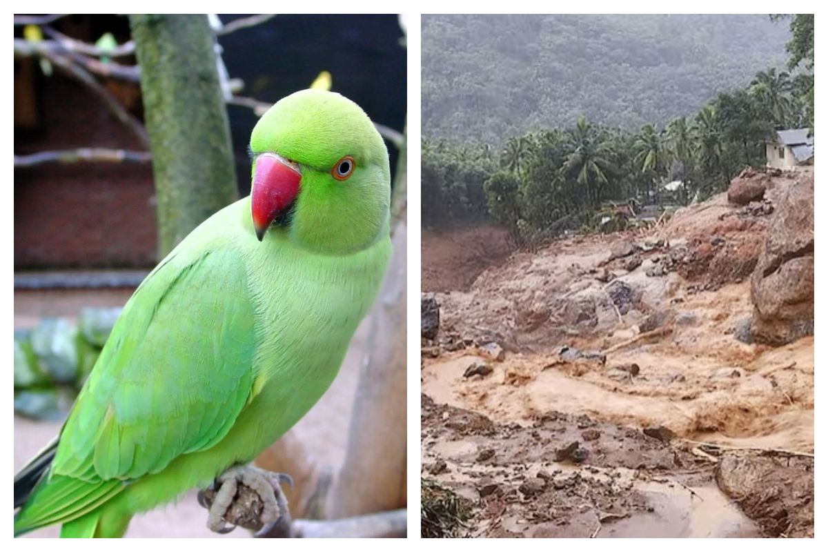 Domesticated parrots have saved many families by sensing landslides in Kerala vel