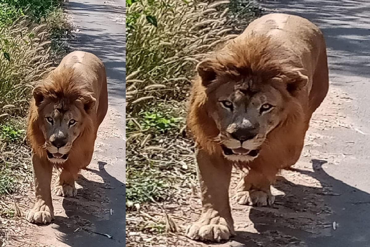 lion arya dies in tyavarekoppa tiger lion sanctuary at shivamogga gvd