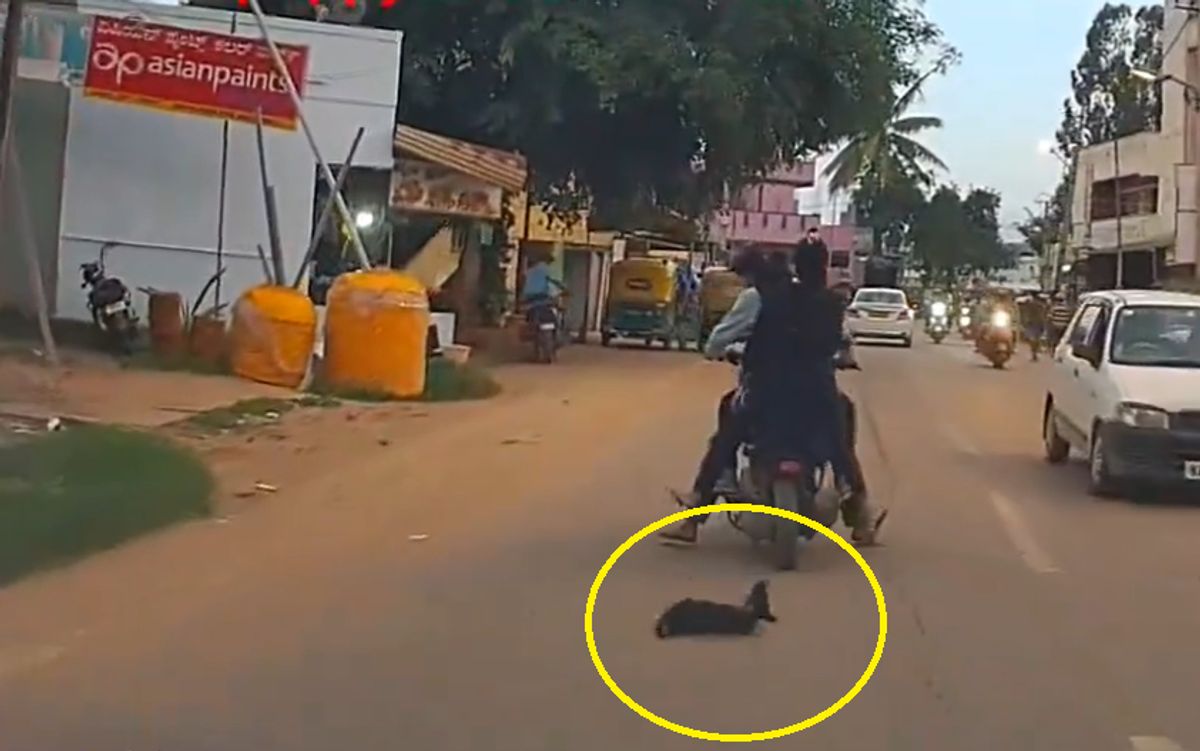 Bengaluru Triple riders crush puppy dog under two wheeler netizen ask strict action ckm