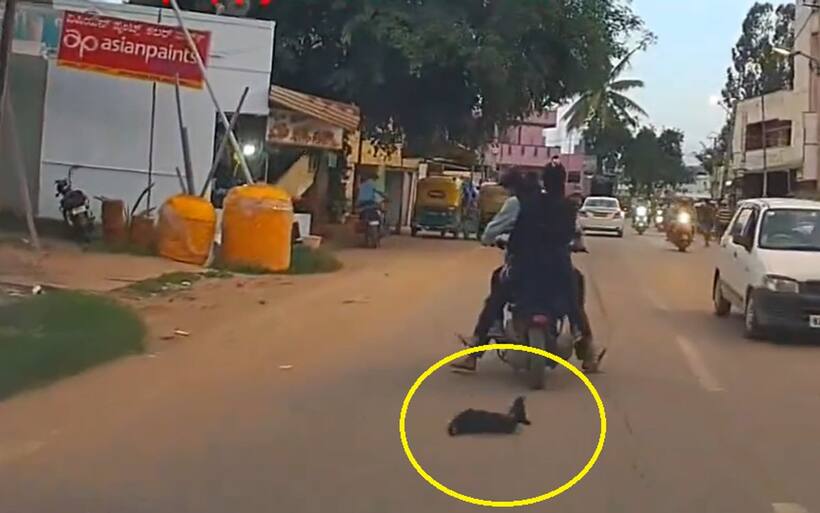 Bengaluru: Triple riders crush puppy under two wheeler in Varthur, netizens demand strict action (WATCH)