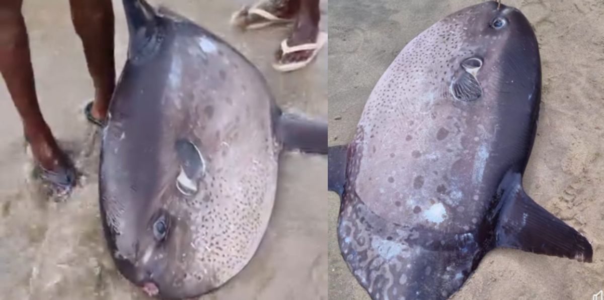 release up to 300 million eggs at a time weight up to 2000 kg rare ocean sun fish in vizhinjam shore