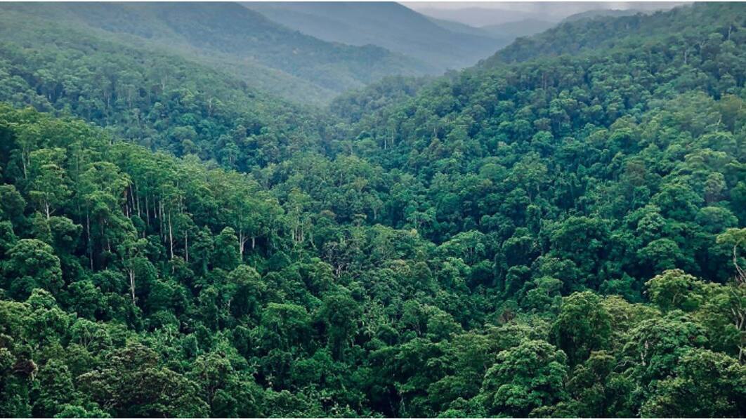 forest