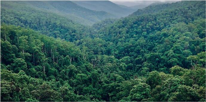 forest