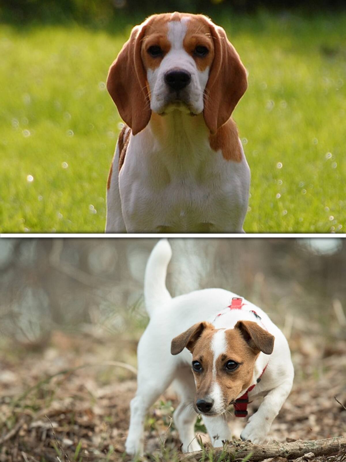 Beagle to Jack Russell-7 Dog breeds that bark the most RBA EAI