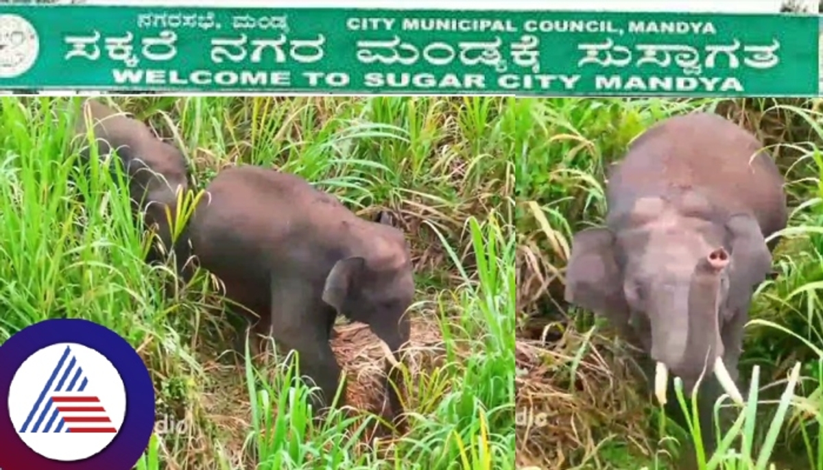 Elephants came to sugar city Mandya Sriram Nagar layout sugarcane field sat