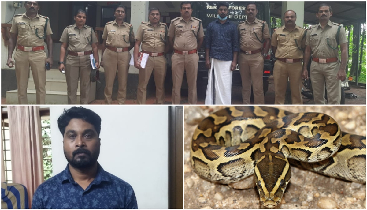 arrested for killing python snake in Thaliyakonam thrissur