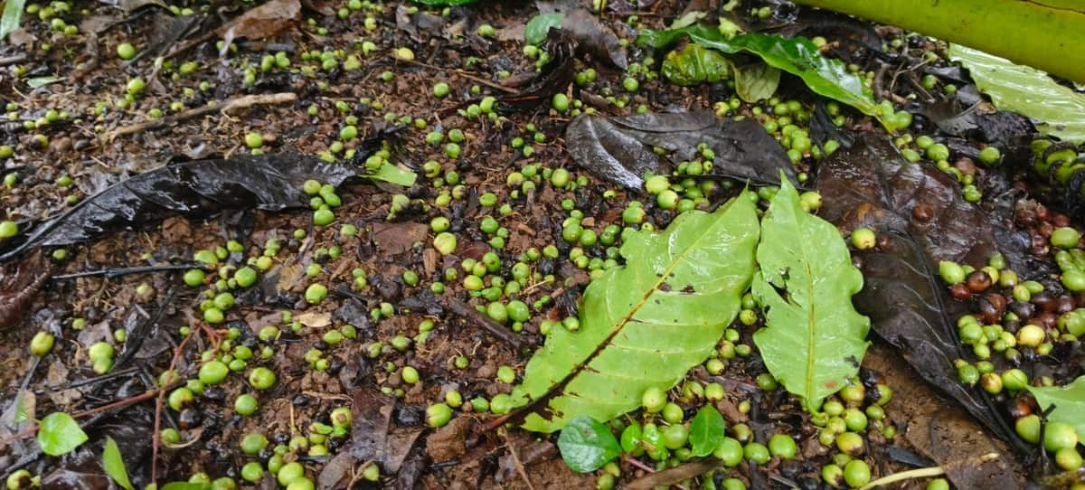 Loss of coffee plantation due to heavy rains chikkamagaluru rav