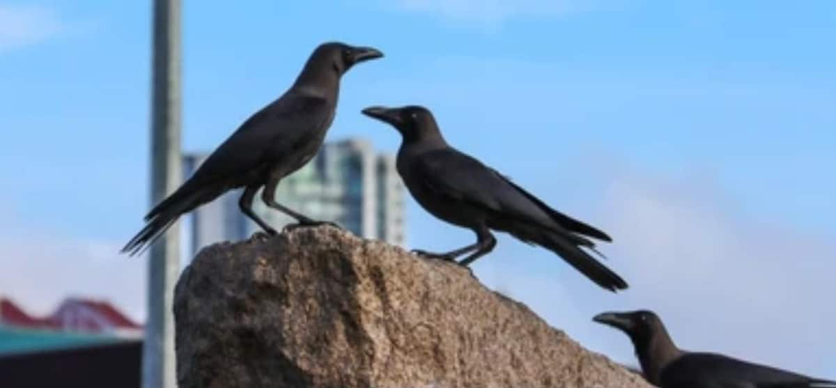 Crow Hits On Head Meaning And Remedies In telugu rsl AI