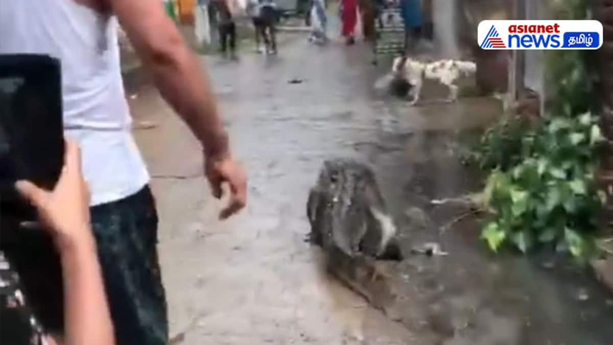 Viral video Crocodile roams village streets in Bijnor in up