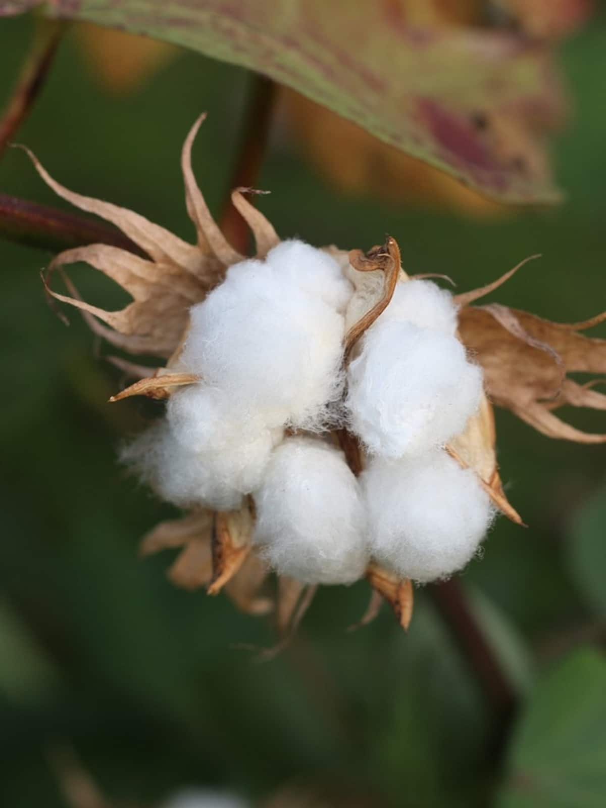 What Is Kasturi Cotton Bharat? India's new cotton program explained NTI