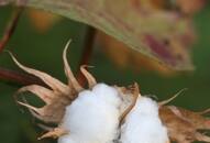 What Is Kasturi Cotton Bharat? India's new cotton program explained NTI