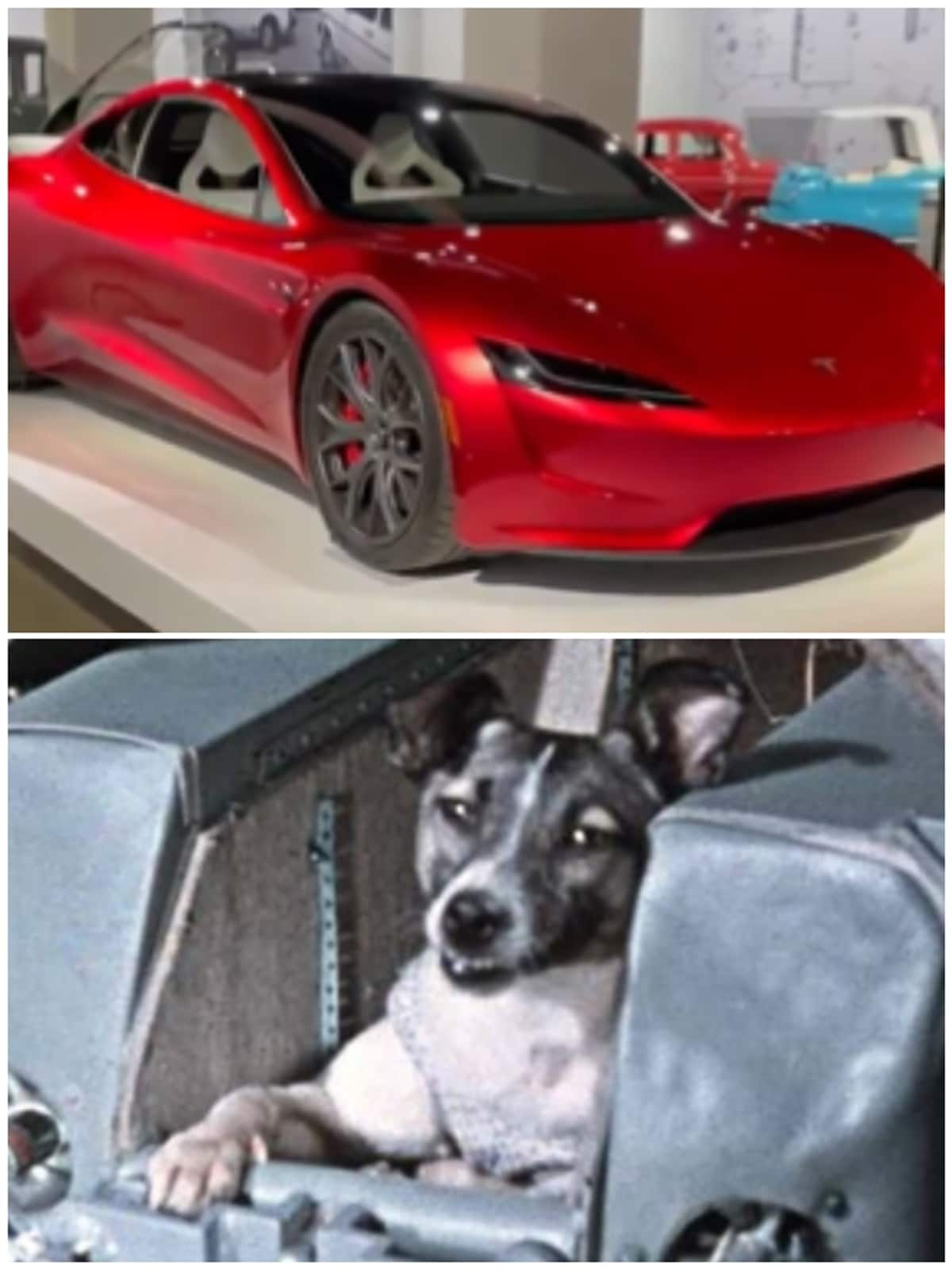 Car to Dog: Most unusual items sent to space by humans NTI