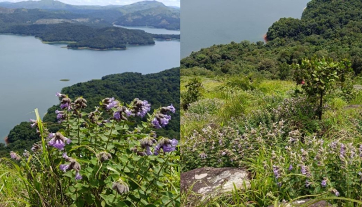 Rare Neelakurinji blossoms in Kerala's Idukki draws curious visitors anr