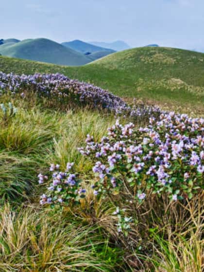 Kurinji shrubs