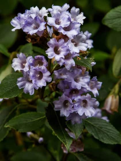 Genus Strobilanthes