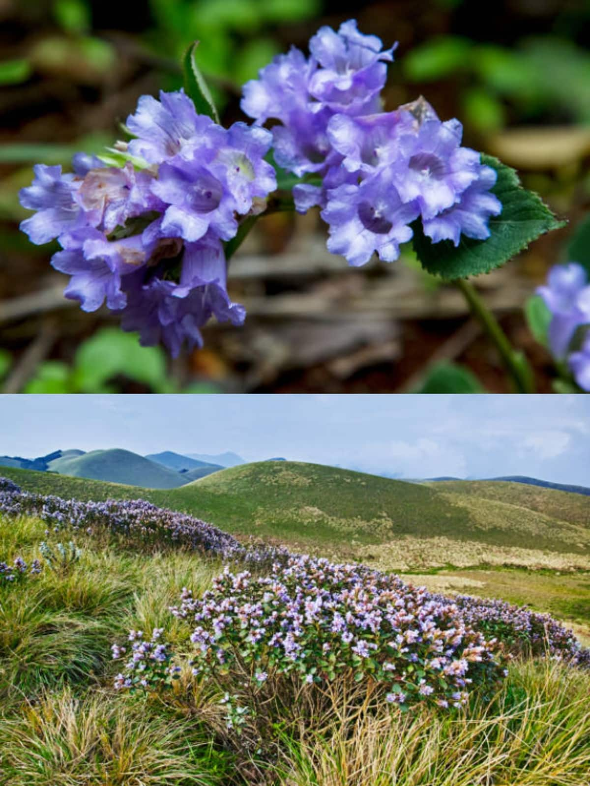 Kerala's blue miracle: Neelakurinji Flower blossoms once in 12 years anr