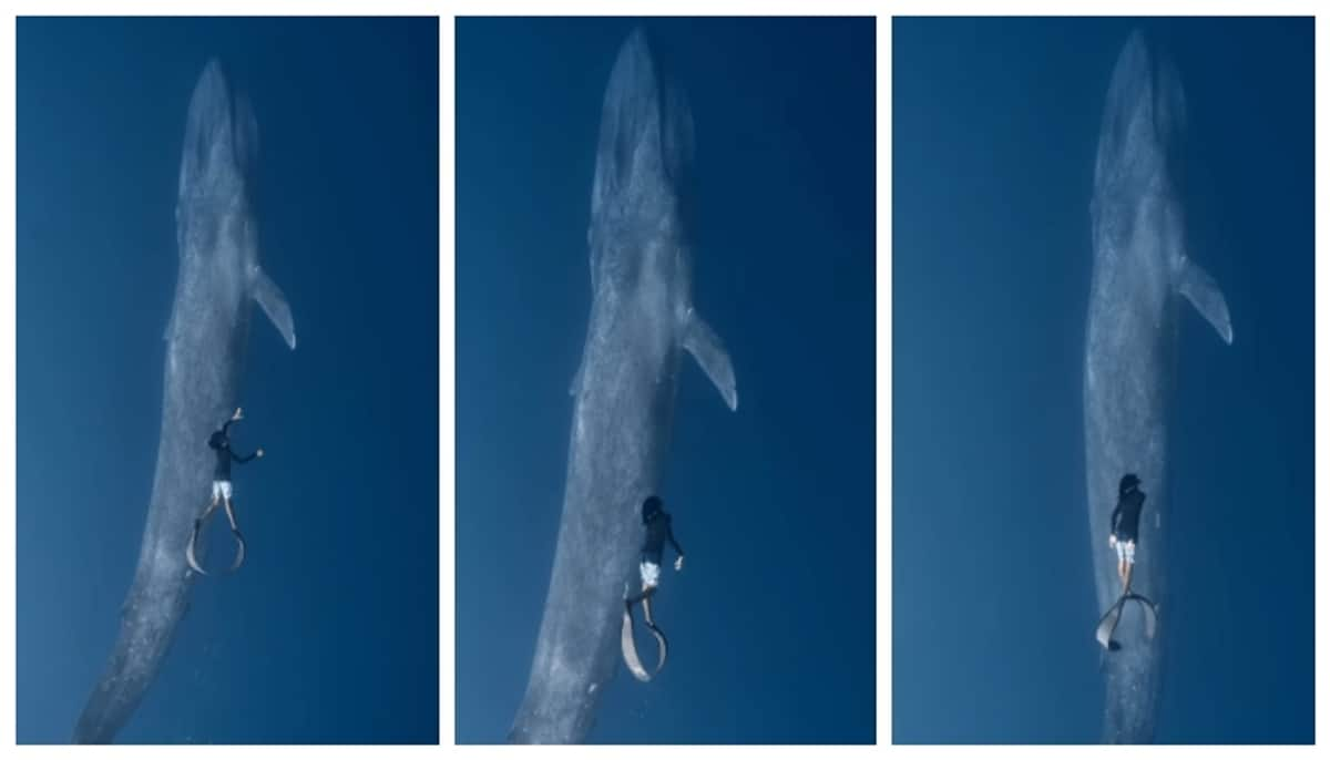 A dreamlike video of Diver swimming with a huge blue whale goes viral 