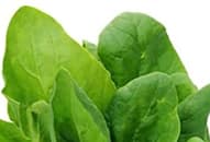 Immunity to healthy gut: 10 Health benefits of spinach RTM